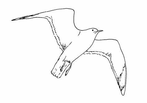 Seagulls Flying Image coloring page