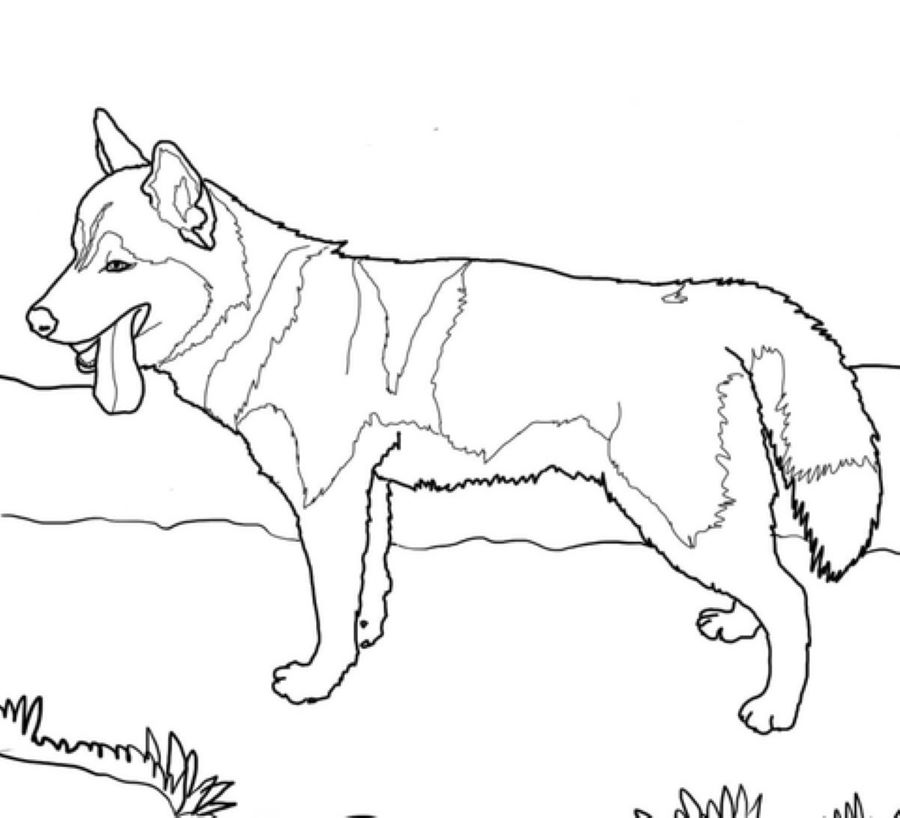 realistic husky dog coloring pages