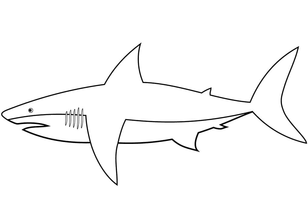 Basic Shark