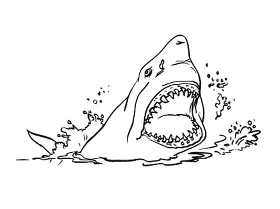 Shark For Free coloring page