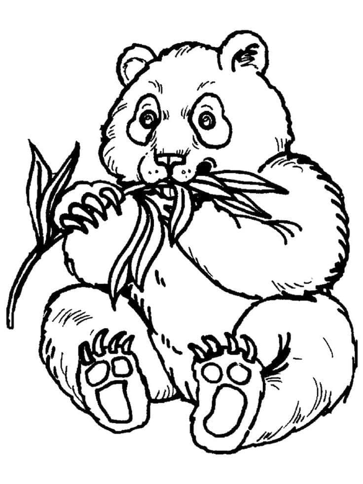 Giant Panda coloring page