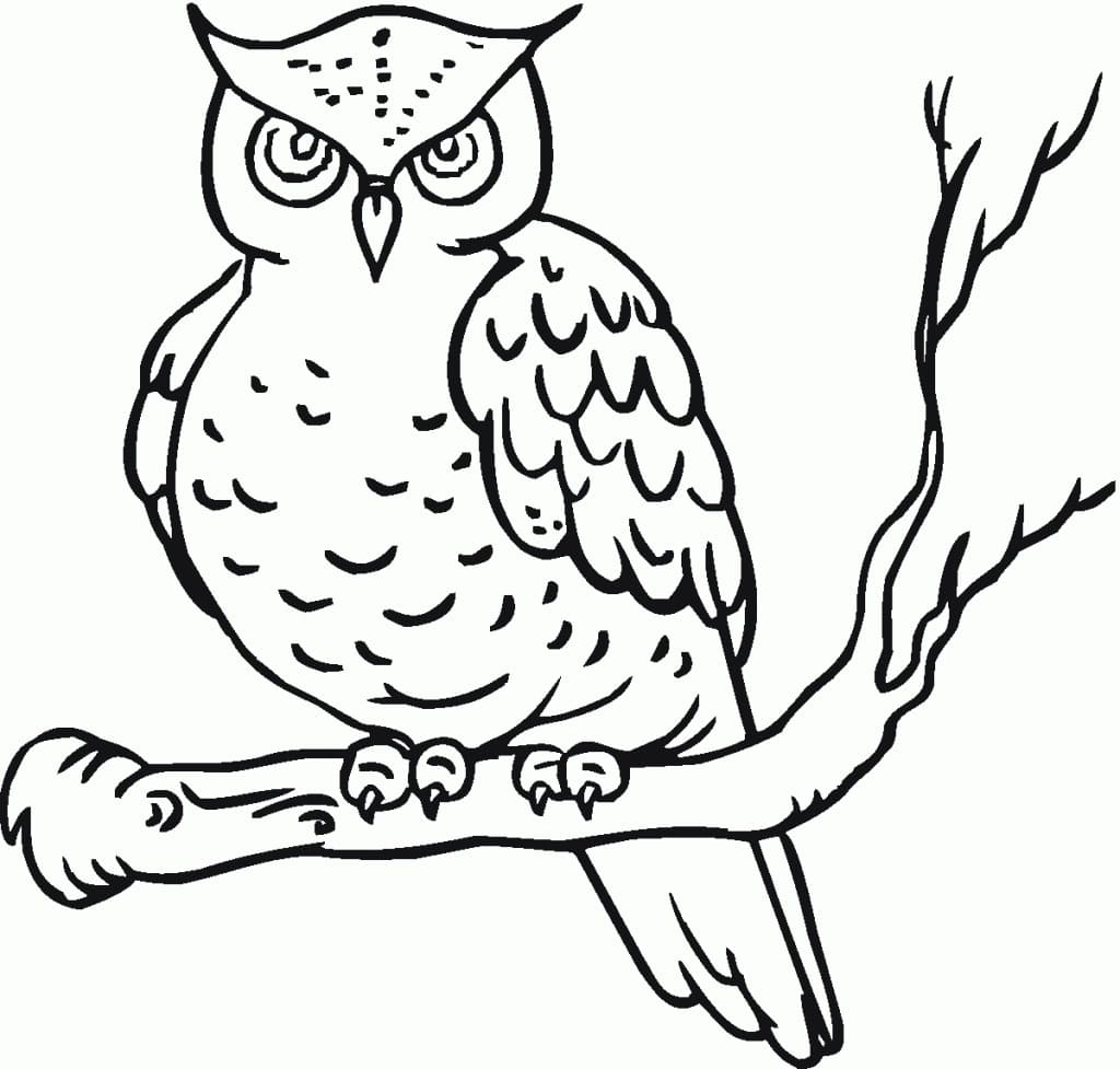 Owl Free Printable coloring page - Download, Print or Color Online for Free