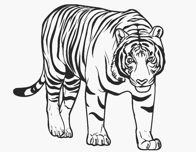 Tiger 1 coloring page