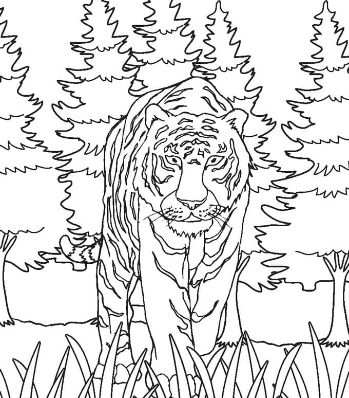 Wild Tiger Printable coloring page - Download, Print or Color Online ...