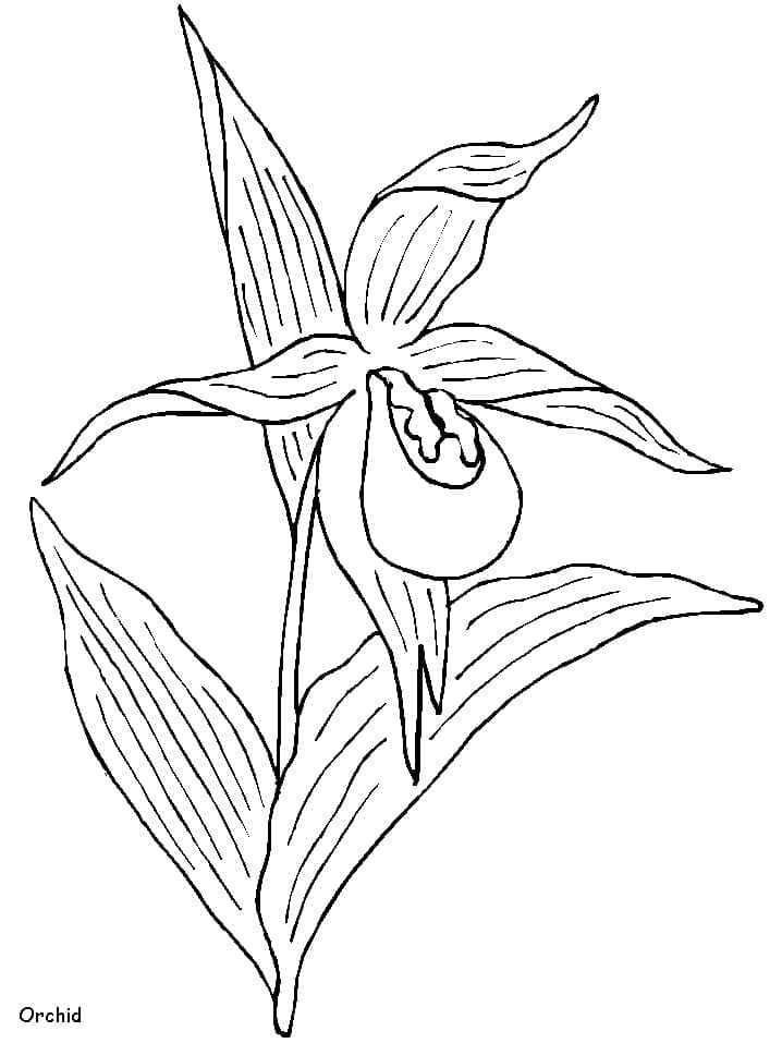 Orchid  coloring pages