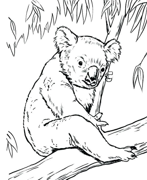 Koala 2 coloring page