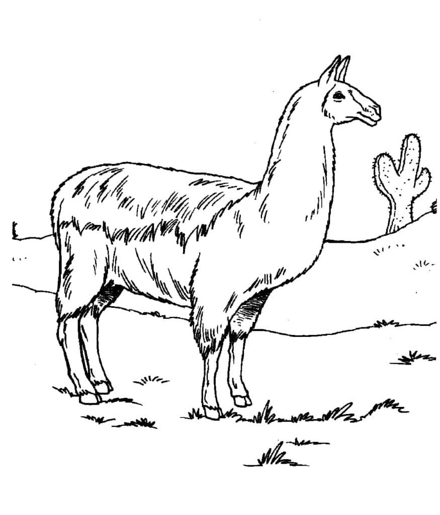 Llama For Kid coloring page