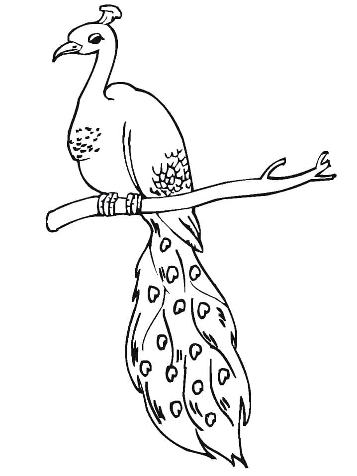 Peacock on a Branch coloring page