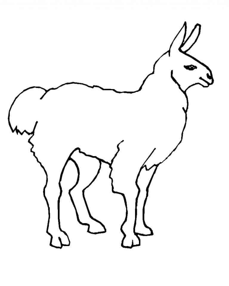 Print Llama coloring page