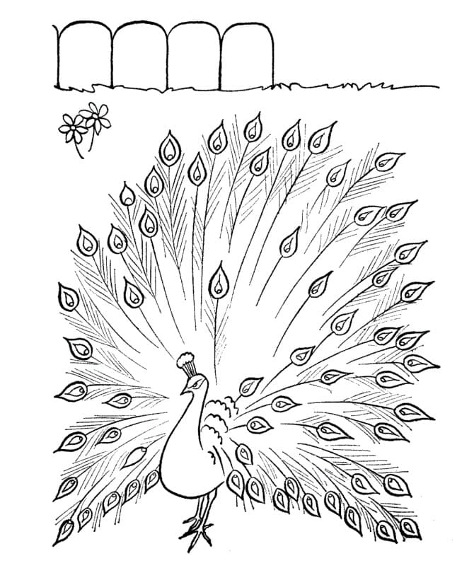 Walking Peacock coloring page