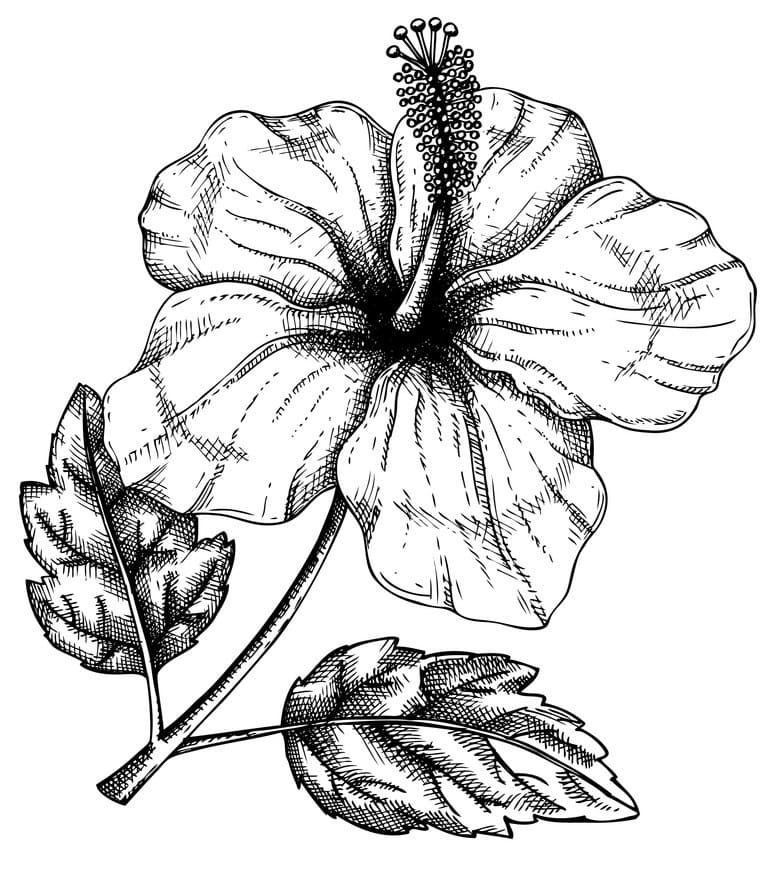 Free Printable Hibiscus Flower coloring page