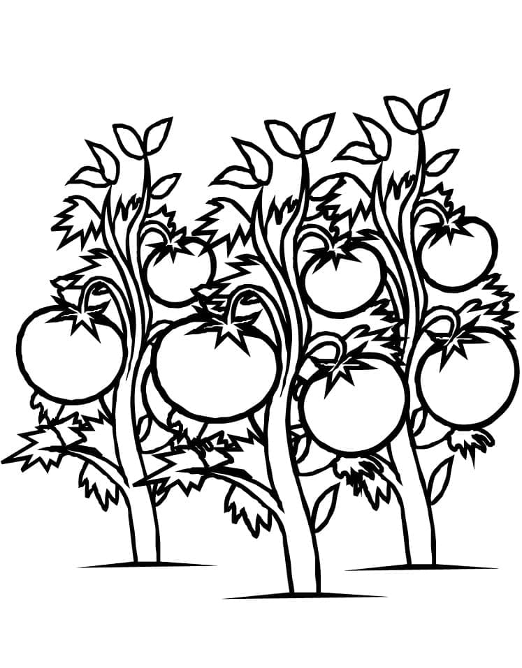 Free Tomatoes coloring page