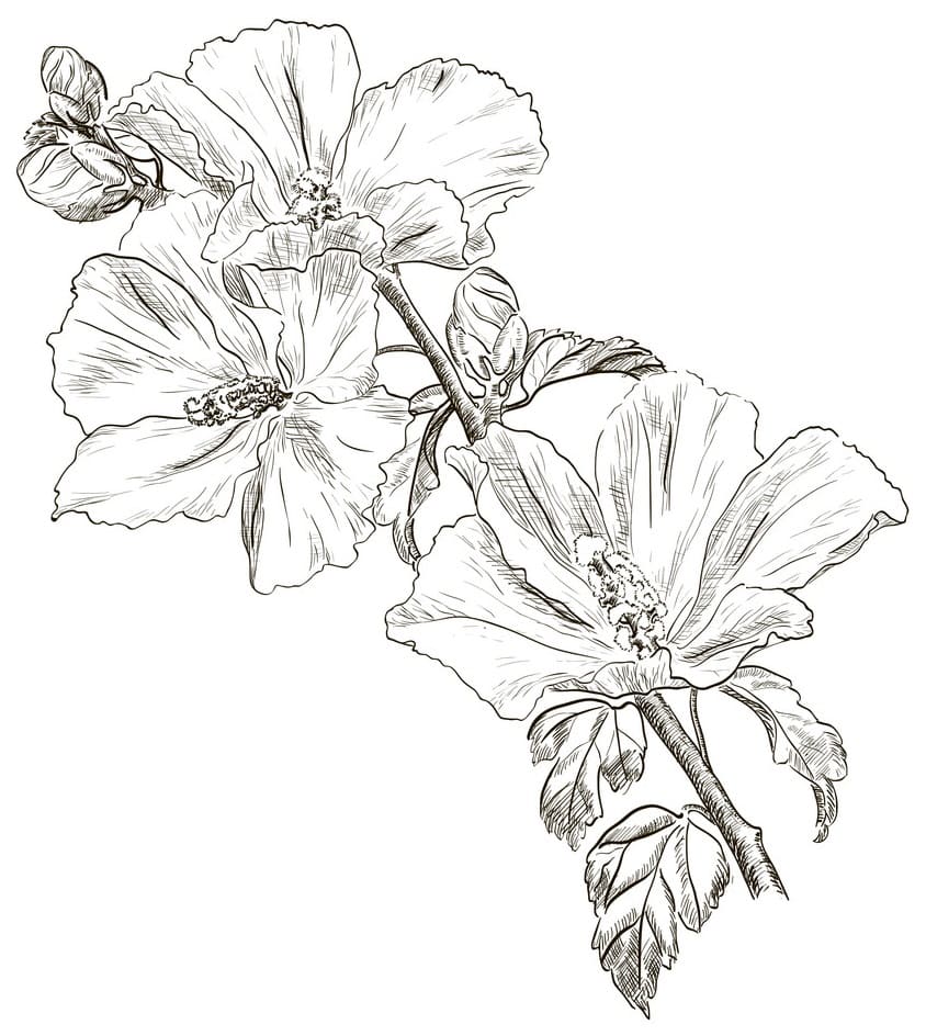 Hibiscus For Kids coloring page