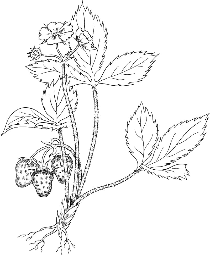 Printable Strawberry Plant