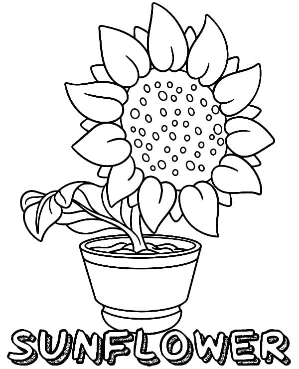 Sunflower in Flower Pot coloring page