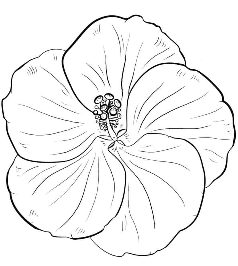 Yellow Hibiscus coloring page