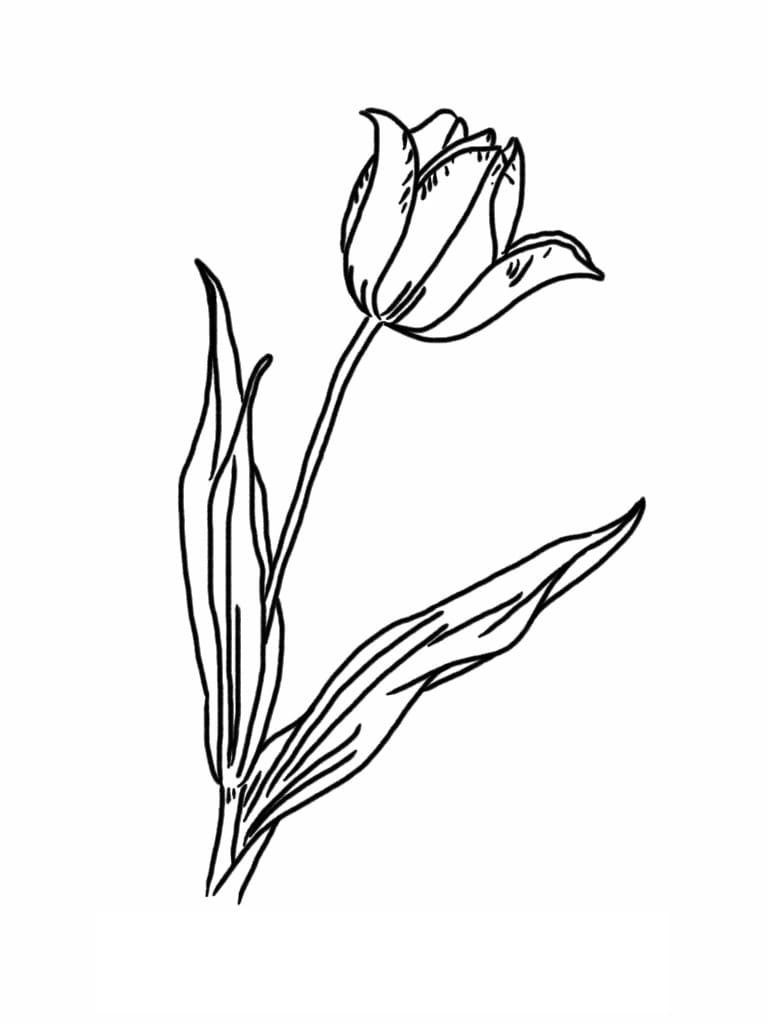 A Beautiful Tulip coloring page