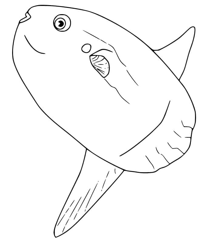 A Sunfish coloring page - Download, Print or Color Online for Free