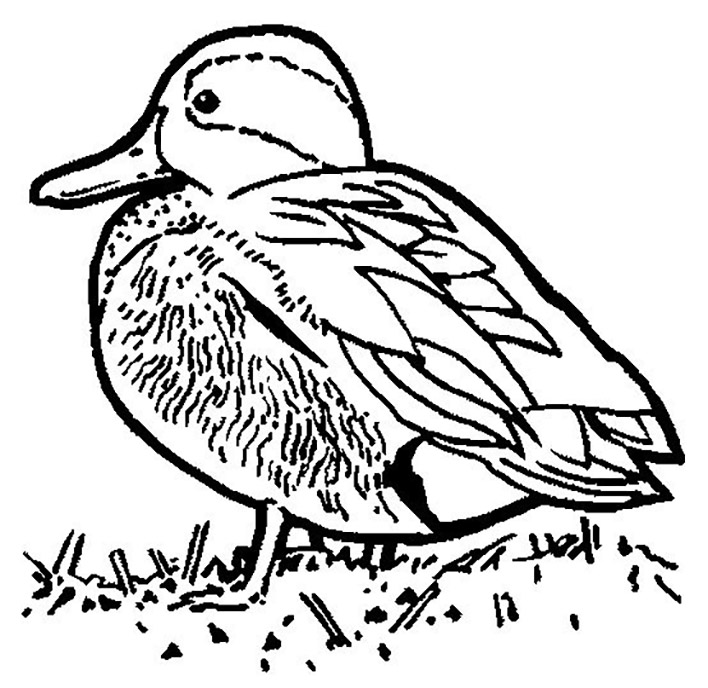 An Old Duck