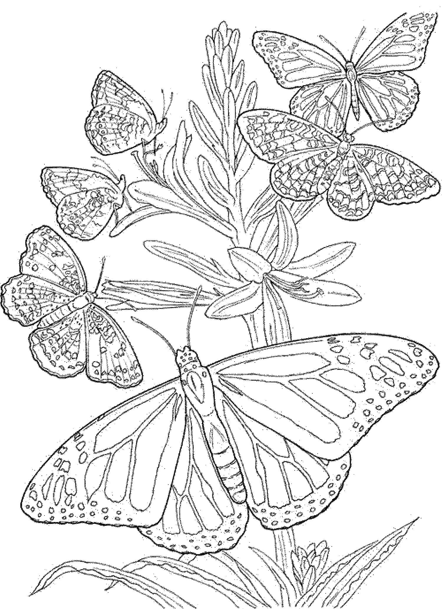 Butterflies Mandala coloring page