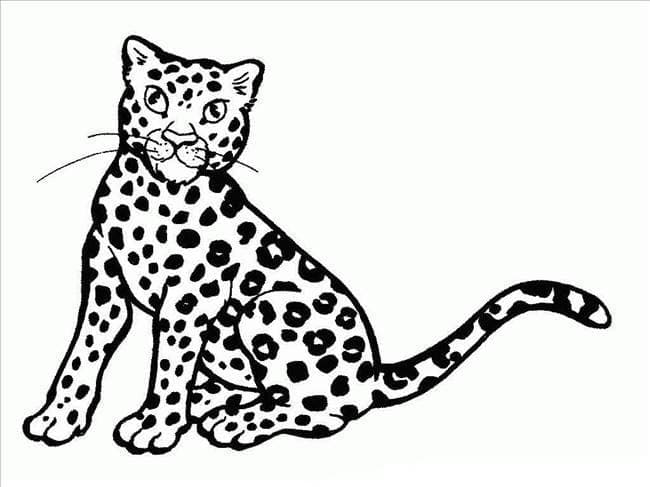 Cheetah Free For Kids coloring page