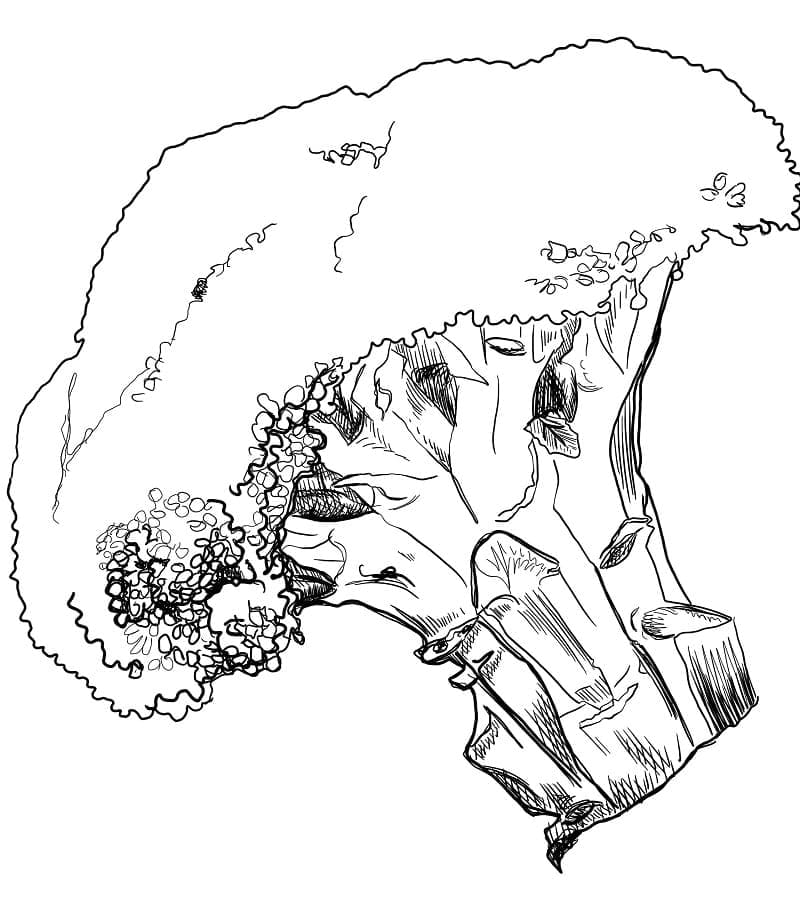 Drawing of Broccoli coloring page