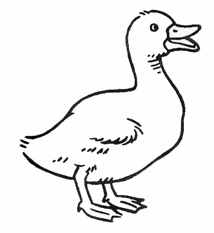 Duck - sheet 38