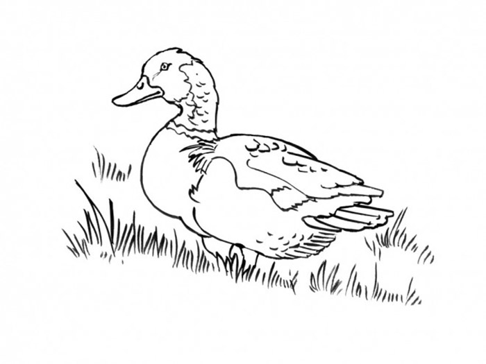 Duck - sheet 43