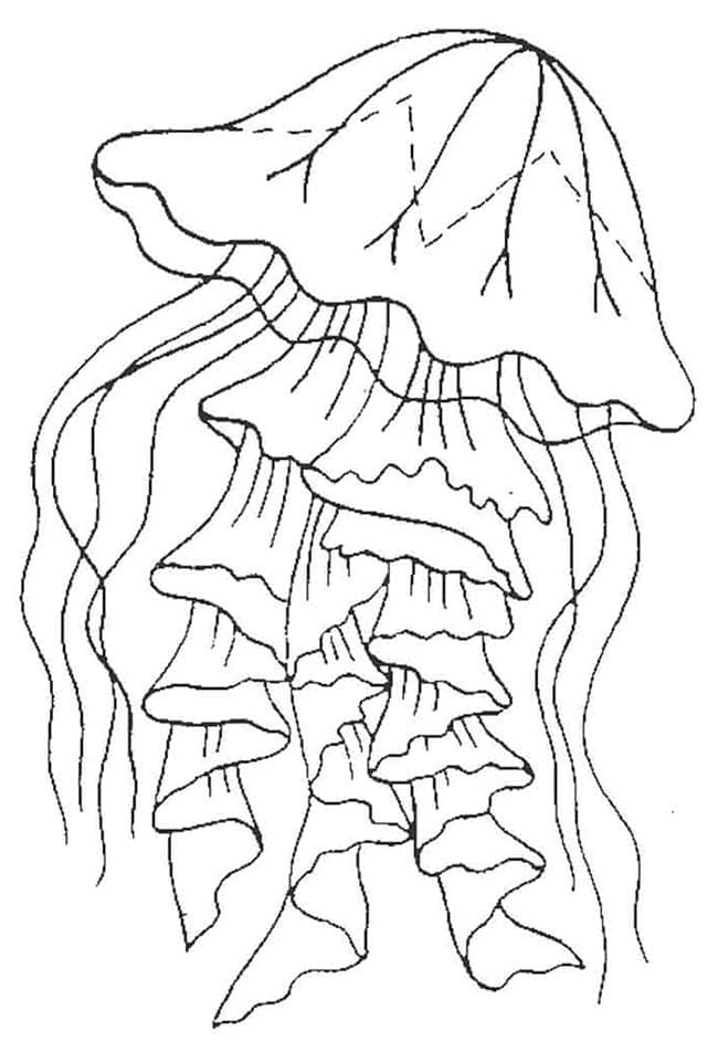 Jellyfish Free Printable coloring page