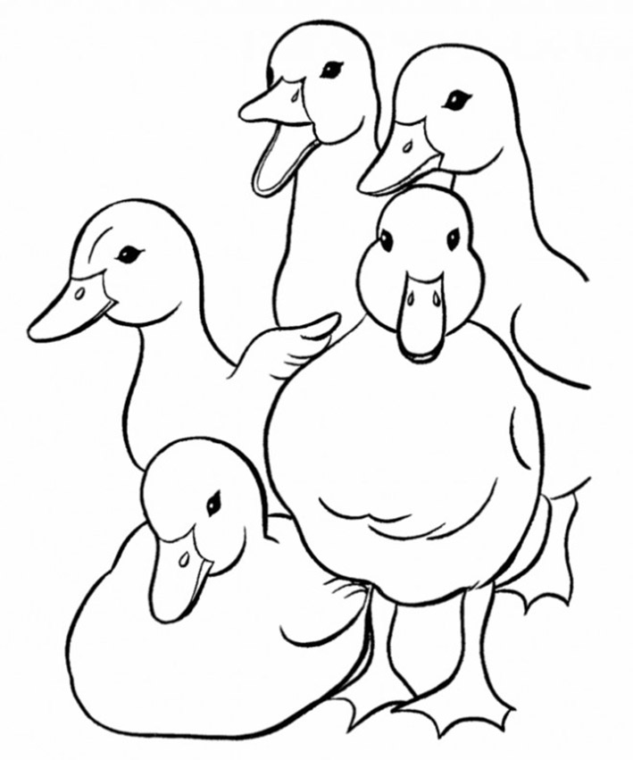 Little ducks in a group