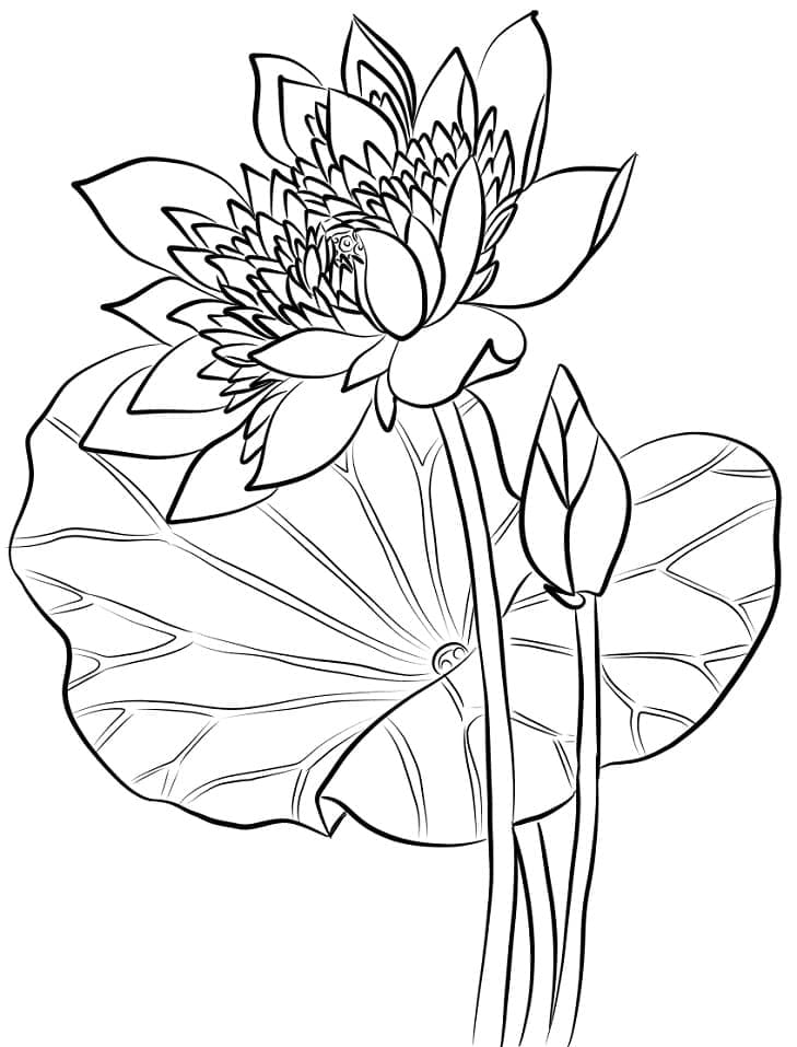 Lotus For Free coloring page