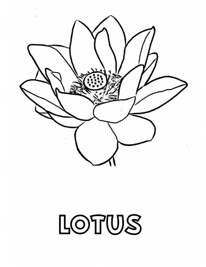 Lotus Printable For Kids coloring page