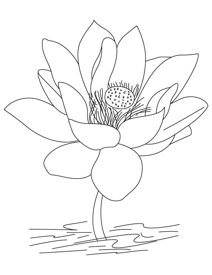 Lovely Lotus coloring page