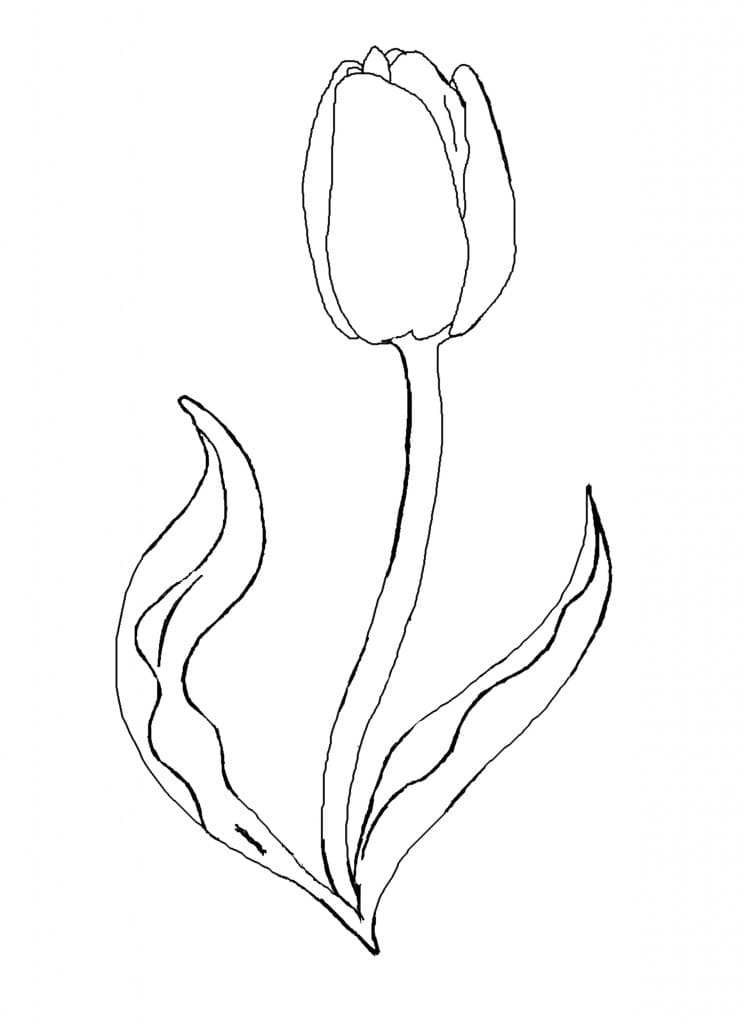 Lovely Tulip Flower coloring page