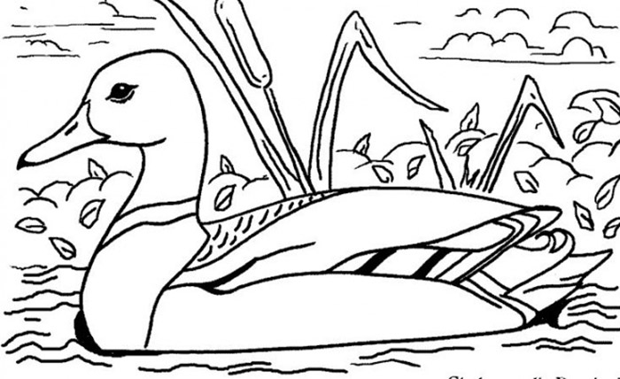 Mallard Duck coloring page - Download, Print or Color Online for Free