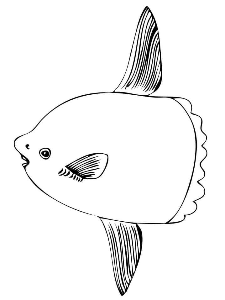 Print Sunfish coloring page