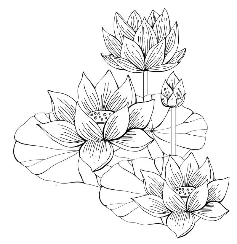 Sacred Lotus coloring page