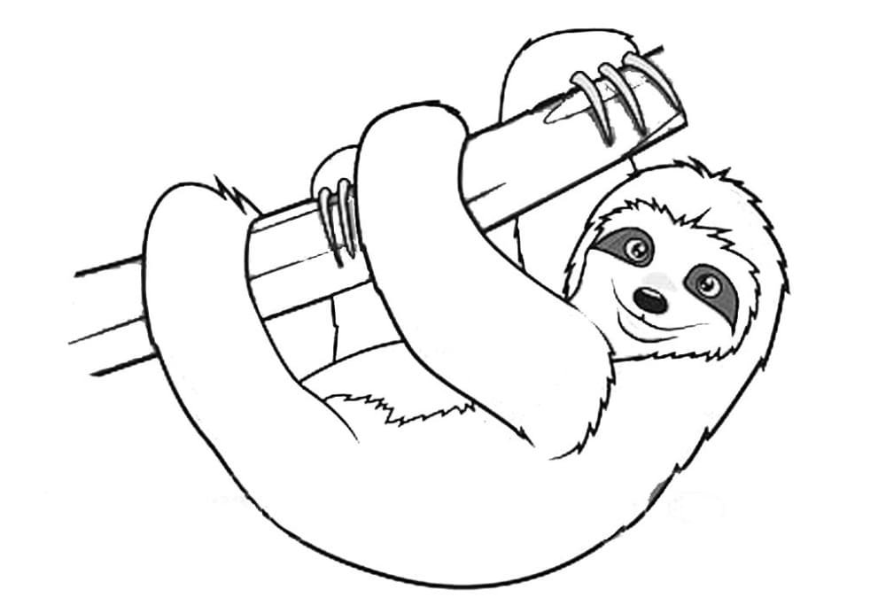 Sloth For Kids