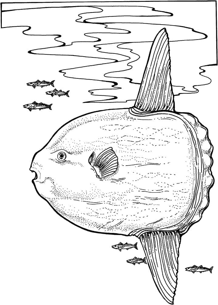 Swimming Sunfish coloring page