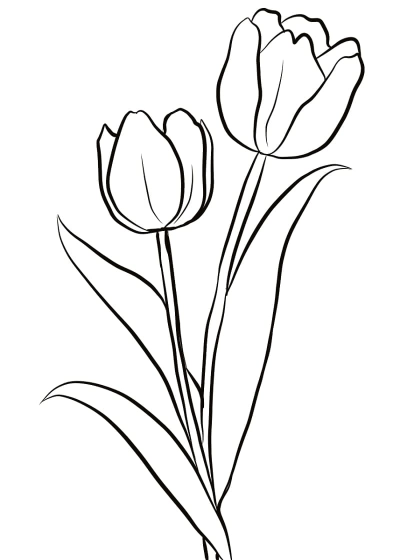 Tulips Free coloring page