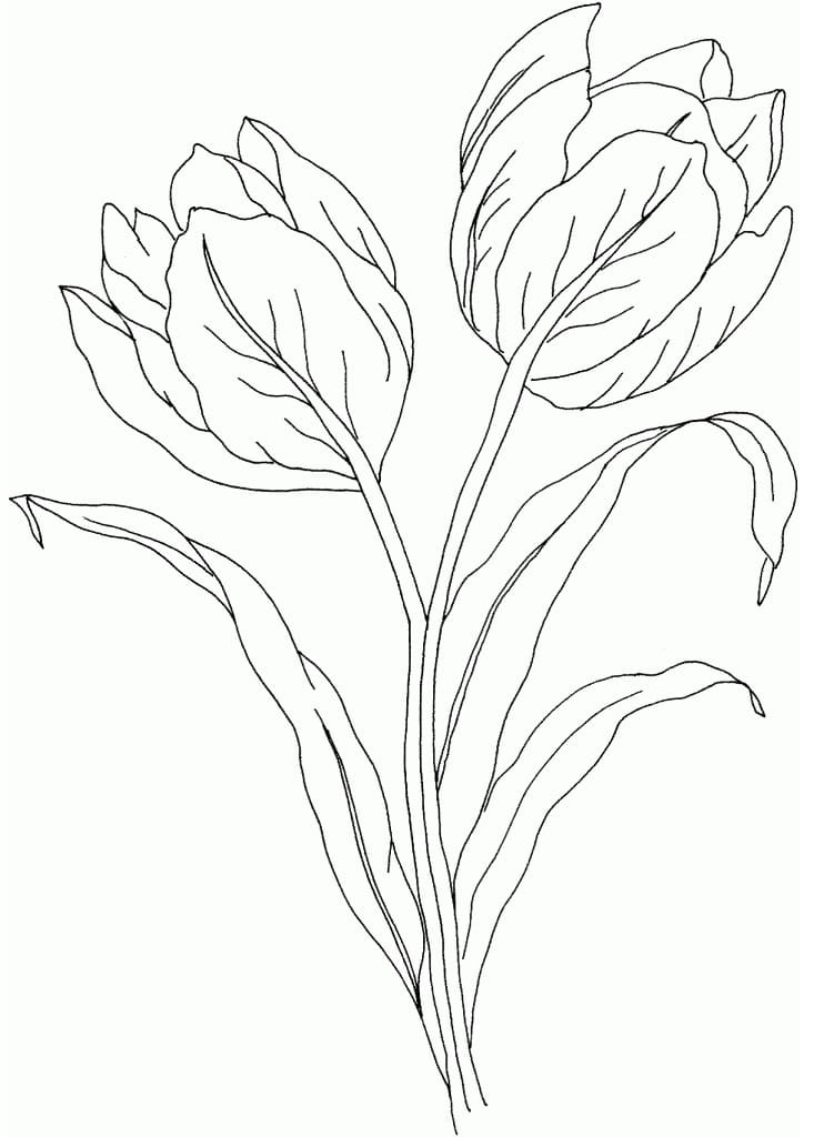 Tulips Free For Kids coloring page