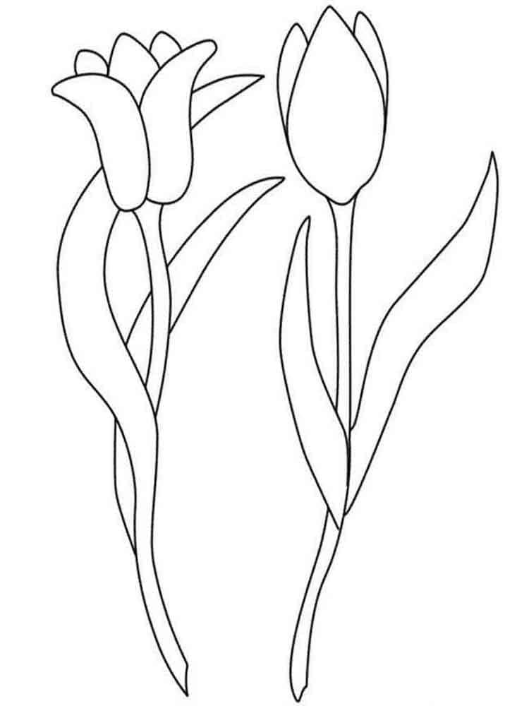 Two Tulips