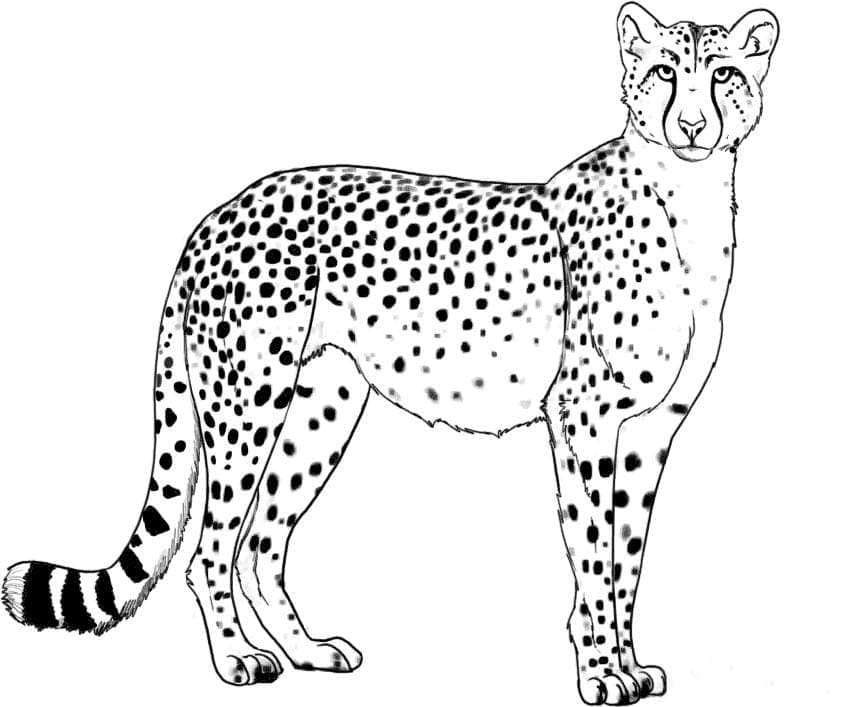 Wild Cheetah coloring page - Download, Print or Color Online for Free