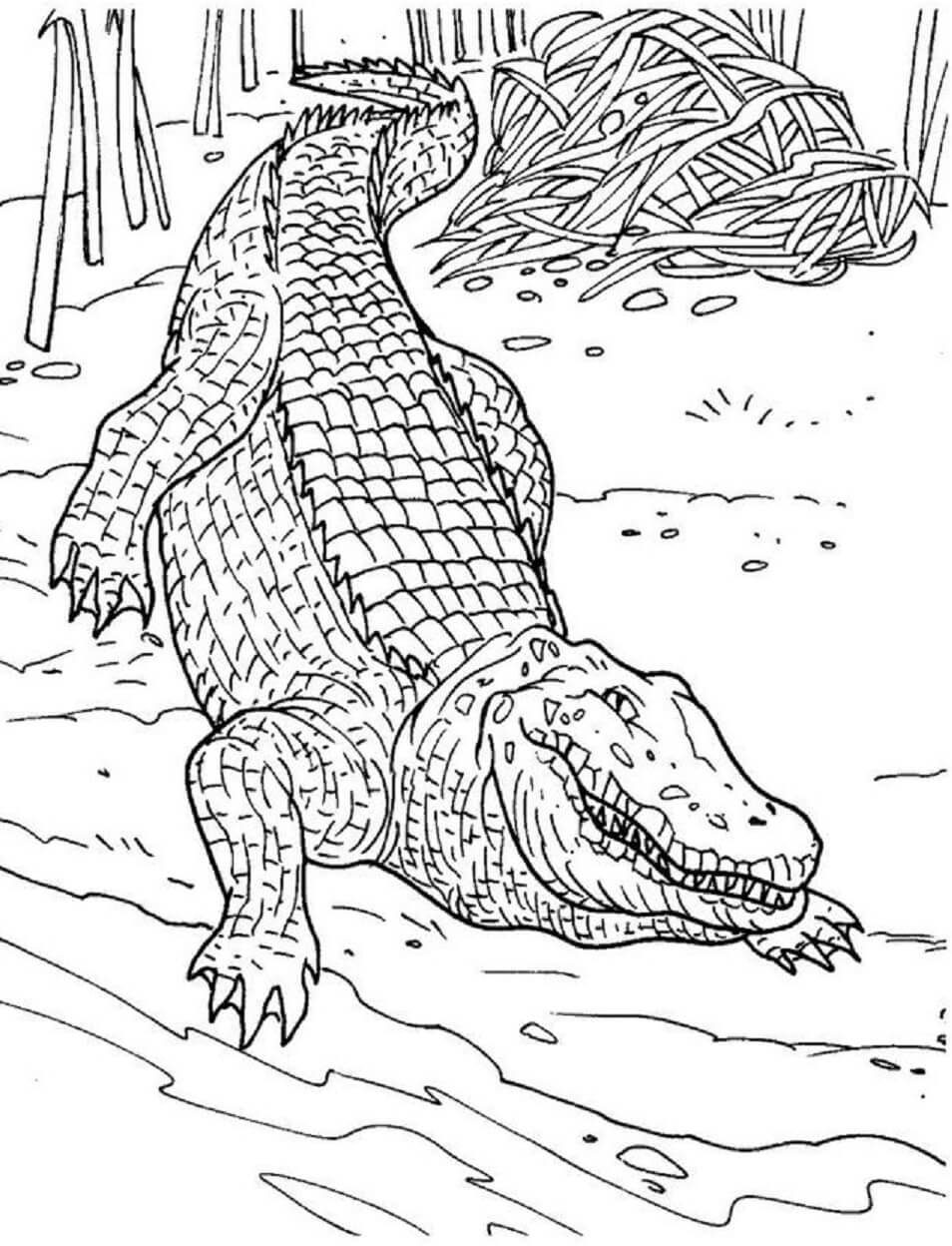 Mandala Crocodile Coloring Page – Sheet 6 coloring page