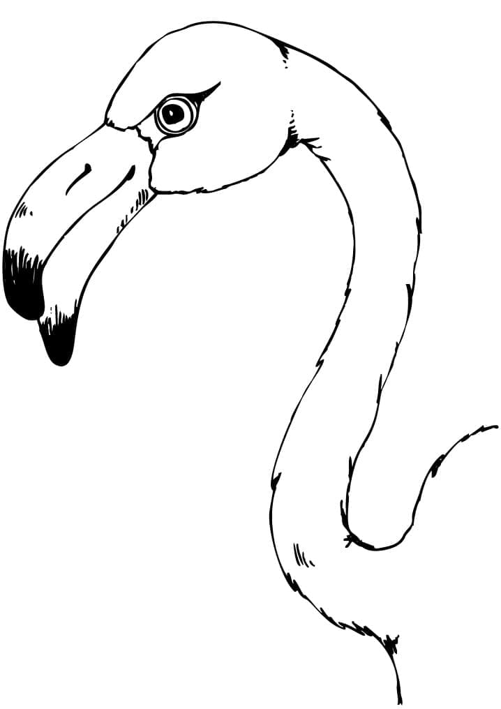 A Flamingo Head coloring page