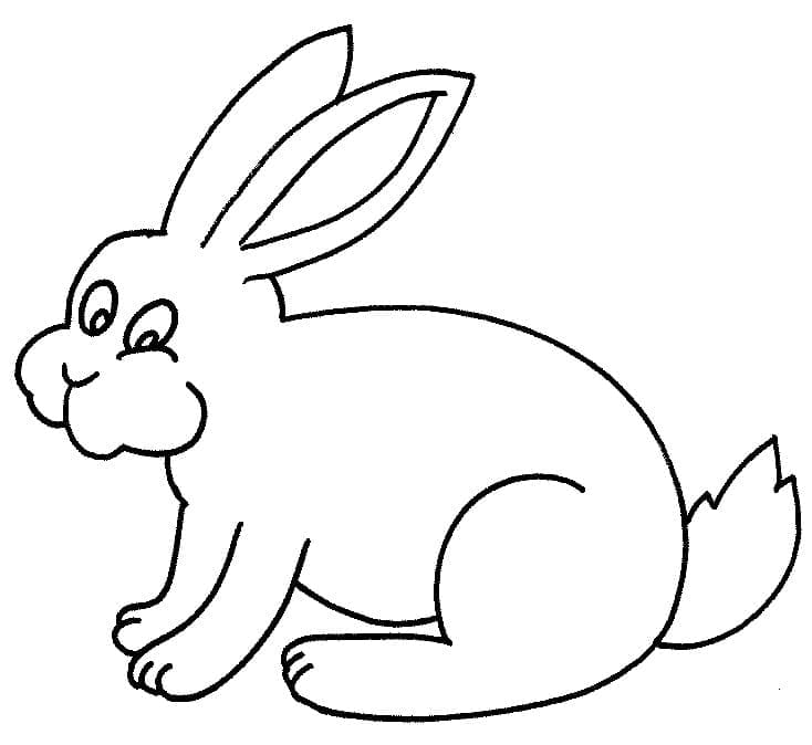 A Rabbit