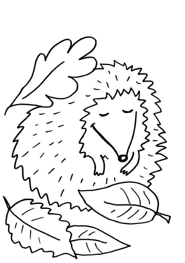 A Sleeping Hedgehog coloring page