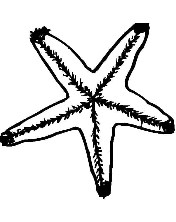 A Starfish