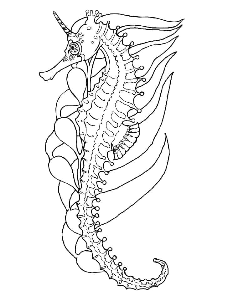 Amazing Seahorse coloring page - Download, Print or Color Online for Free