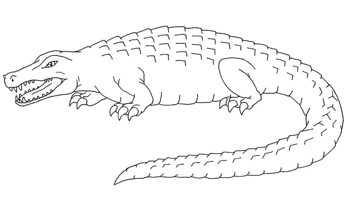 An Alligator